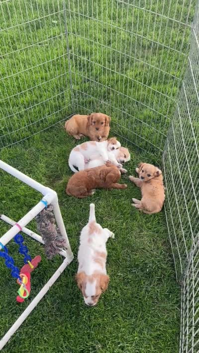 Jacks, a male Cavapoo for sale in Miami, OK – 4 of 5
