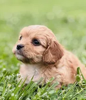 Fuli , a female Cavapoo for sale in Miami, OK – 3 of 7