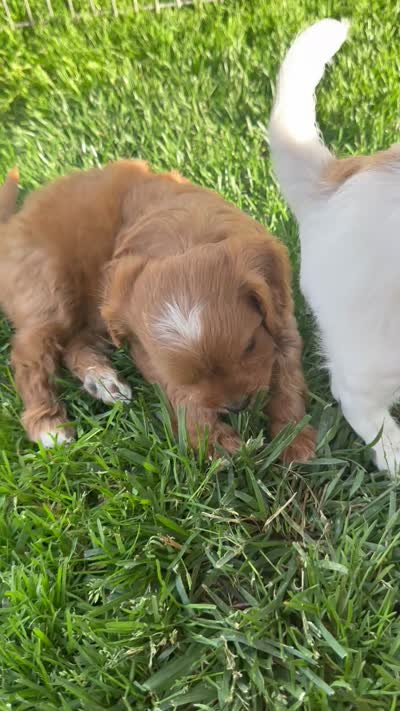 Jacks, a male Cavapoo for sale in Miami, OK – 5 of 5