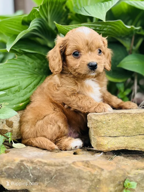 Jacks – Cavapoo puppy for sale in Miami, OK