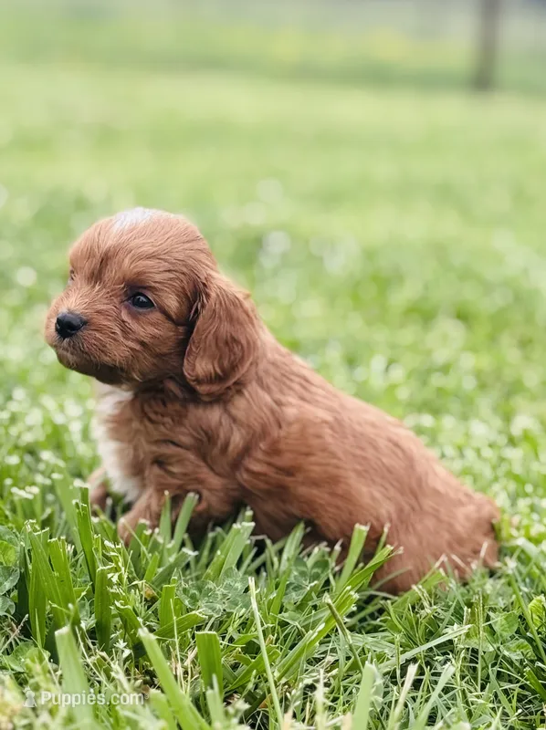 Janja  – Cavapoo puppy for sale in Miami, OK