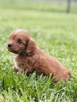 Janja , a male Cavapoo for sale in Miami, OK – 1 of 3