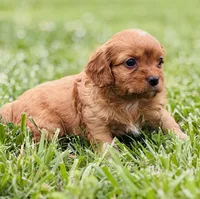 Kion , a male Cavapoo for sale in Miami, OK – 4 of 5