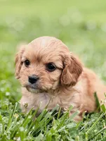 Fuli , a female Cavapoo for sale in Miami, OK – 5 of 7