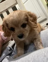 Willow, a female Cavapoo for sale in Miami, OK – 3 of 10