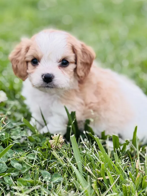 Bunga  – Cavapoo puppy for sale in Miami, OK