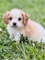 Bunga , a male Cavapoo for sale in Miami, OK – 1 of 8