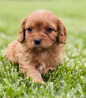 Kion , a male Cavapoo for sale in Miami, OK – 5 of 5