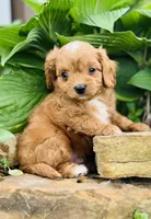 Jacks, a male Cavapoo for sale in Miami, OK – 2 of 5