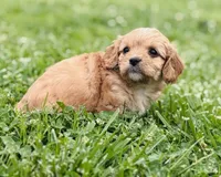 Fuli , a female Cavapoo for sale in Miami, OK – 7 of 7