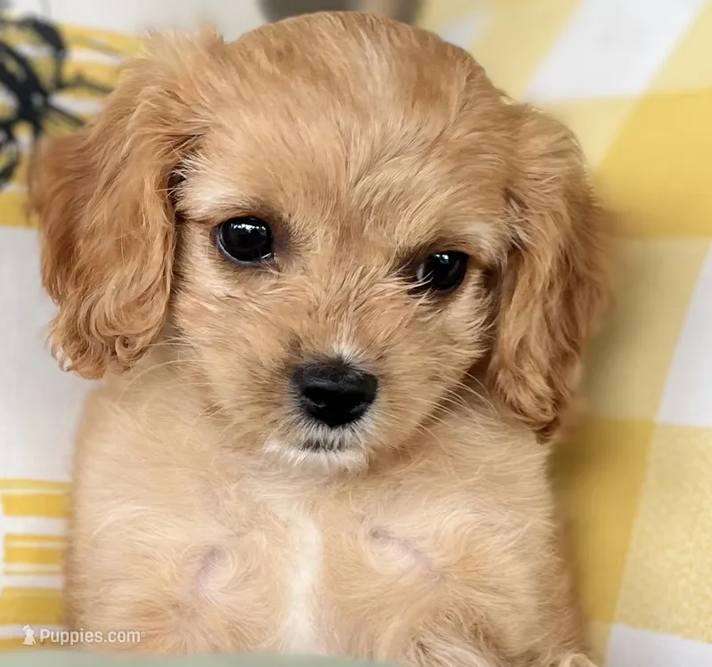 Willow – Cavapoo puppy for sale in Miami, OK