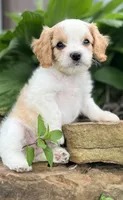 Bodie , a male Cavapoo for sale in Miami, OK – 1 of 10