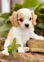 Bodie , a male Cavapoo for sale in Miami, OK – 2 of 10