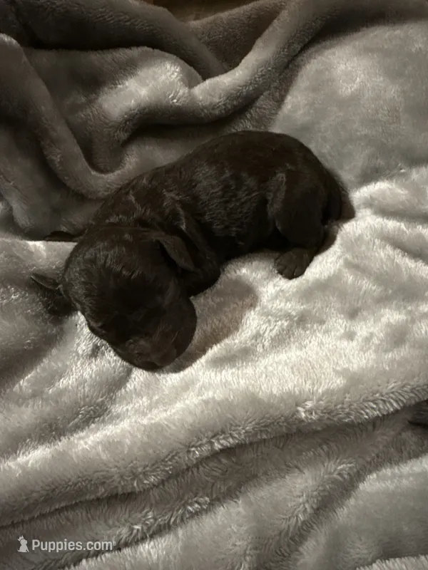 Male 1 – Boykin Spaniel puppy for sale in Kilmichael, MS
