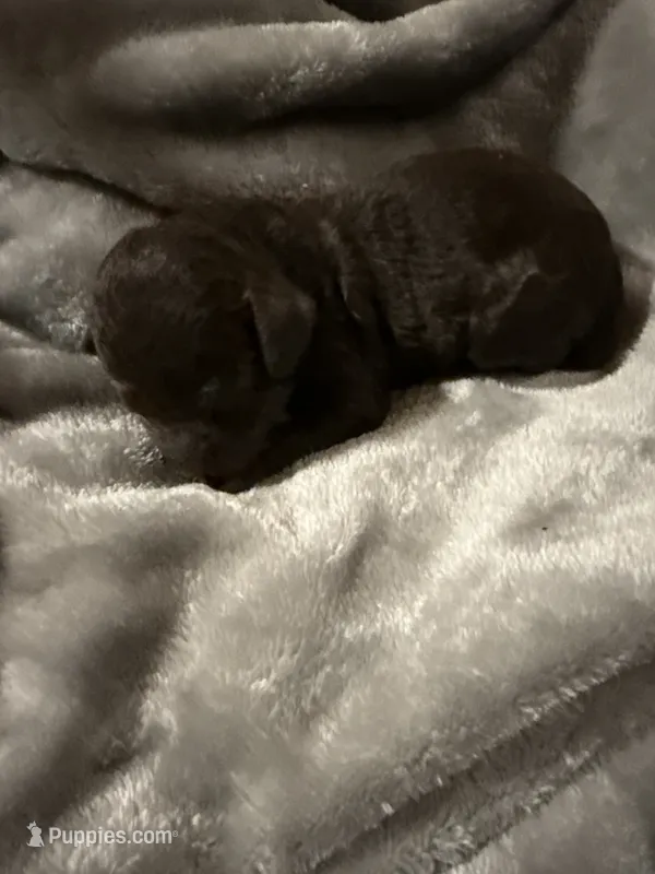 Male 2 – Boykin Spaniel puppy for sale in Kilmichael, MS