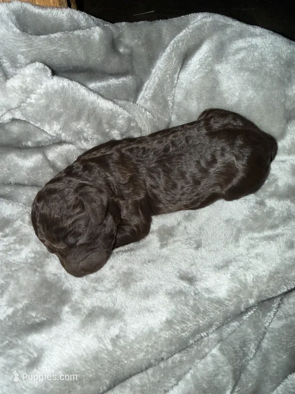 Male 4 – Boykin Spaniel puppy on hold in Kilmichael, MS