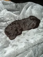 Male 4, a male Boykin Spaniel for sale in Kilmichael, MS – 1 of 1