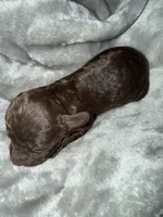Male 3, a male Boykin Spaniel for sale in Kilmichael, MS – 1 of 1