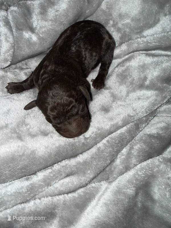 Male 5 – Boykin Spaniel puppy for sale in Kilmichael, MS