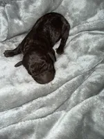Male 5, a male Boykin Spaniel for sale in Kilmichael, MS – 1 of 1