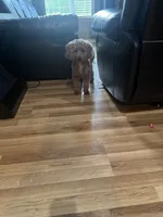Duke, a male Maltipoo for sale in Salisbury, NC – 3 of 7