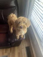 Duke, a male Maltipoo for sale in Salisbury, NC – 5 of 7