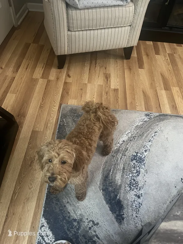 Duke – Maltipoo puppy for sale in Salisbury, NC