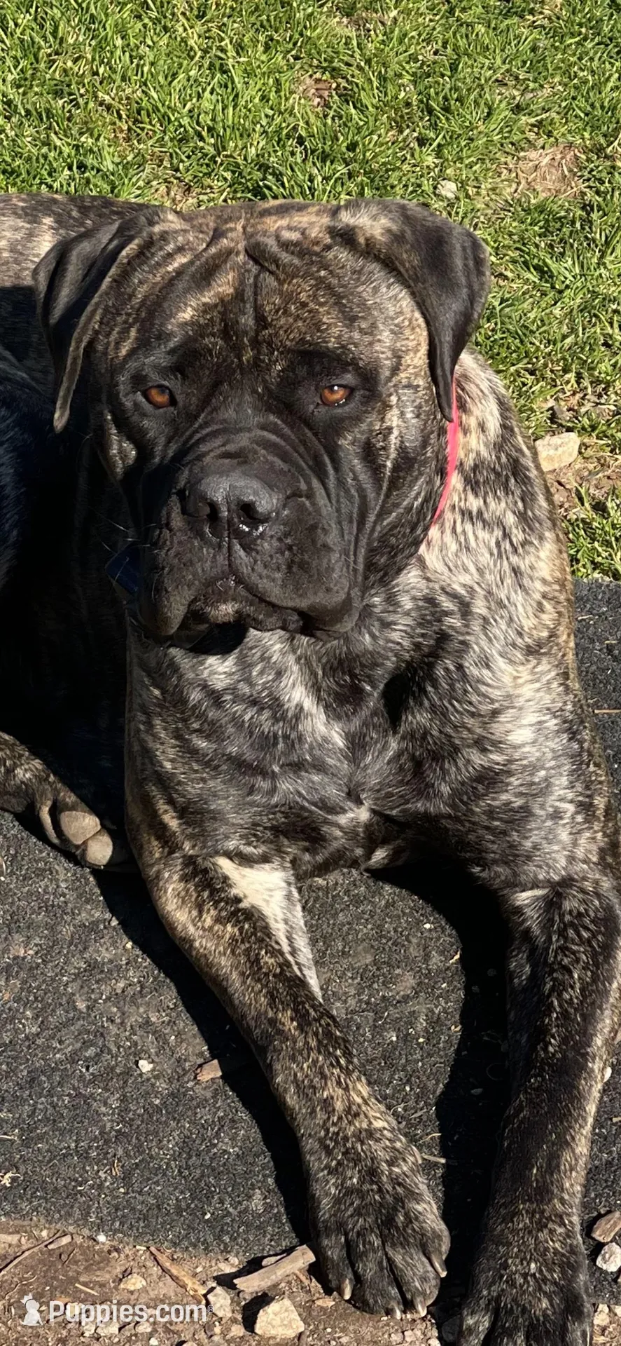 Brindle newborn , a male Bullmastiff for sale in Comer, GA – 1 of 3