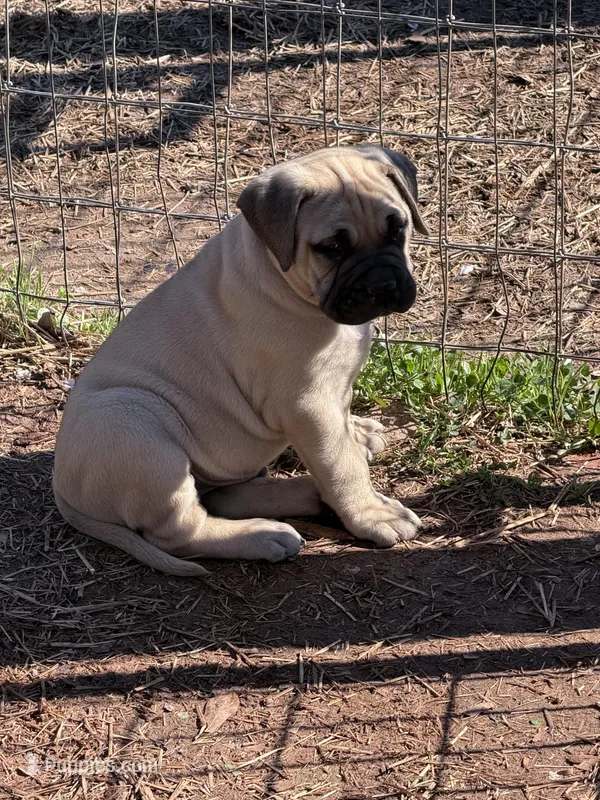 Black collar  – Bullmastiff puppy for sale in Comer, GA