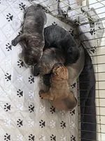 Brindle newborn , a male Bullmastiff for sale in Comer, GA – 3 of 3
