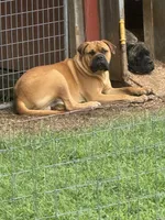 Brindle newborn , a male Bullmastiff for sale in Comer, GA – 2 of 3