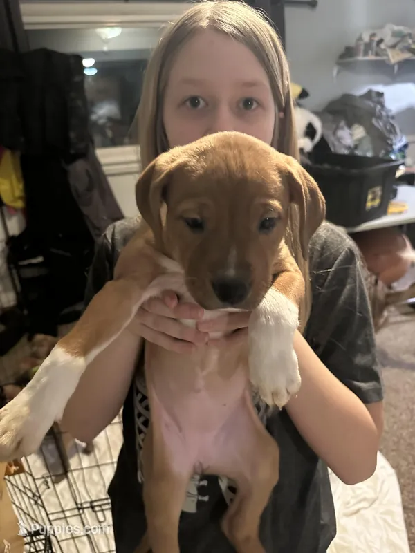 Socks, a female Bernese Mountain Dog and Labrador Retriever for sale in Edwardsburg, MI – Photo 1 of 1
