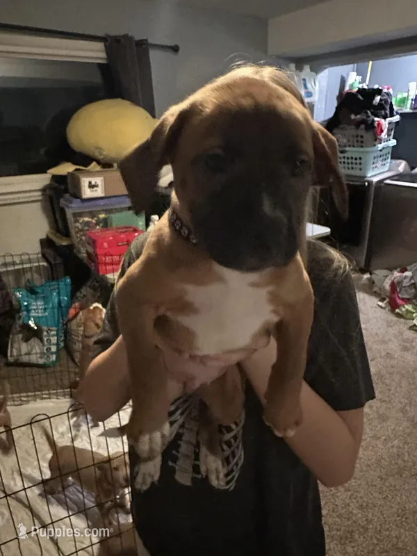 LeBron, a female Bernese Mountain Dog and Labrador Retriever for sale in Edwardsburg, MI – Photo 1 of 1