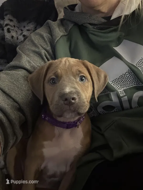 Purple , a female Bernese Mountain Dog and Labrador Retriever for sale in Edwardsburg, MI – Photo 1 of 1