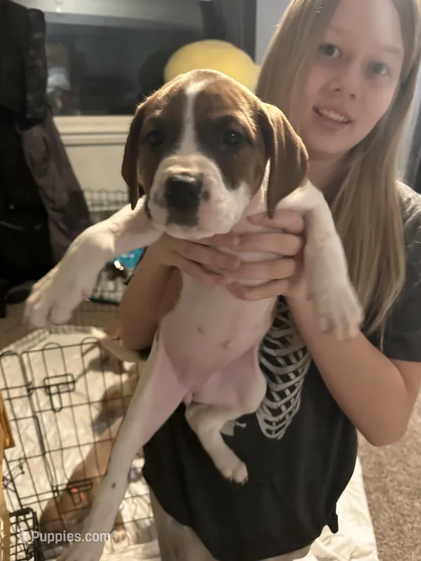 Ellie , a female Bernese Mountain Dog and Labrador Retriever for sale in Edwardsburg, MI – Photo 1 of 1
