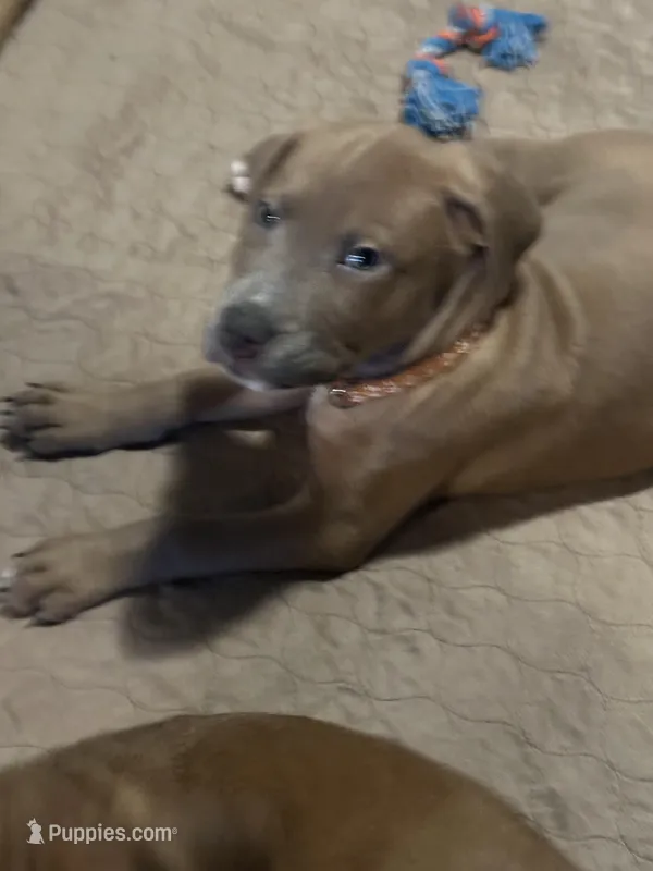 Brown , a male Bernese Mountain Dog and Labrador Retriever for sale in Edwardsburg, MI – Photo 1 of 1