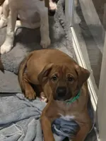 Dark green , a female Bernese Mountain Dog and Labrador Retriever for sale in Edwardsburg, MI – Photo 5 of 5