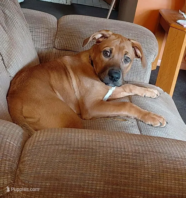 Gracie   – Bernese Mountain Dog, Labrador Retriever puppy for sale in Edwardsburg, MI