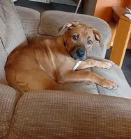 Gracie  , a female Bernese Mountain Dog and Labrador Retriever for sale in Edwardsburg, MI – Photo 1 of 6