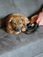 Gracie  , a female Bernese Mountain Dog and Labrador Retriever for sale in Edwardsburg, MI – Photo 2 of 6