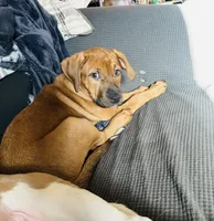 Dark green , a female Bernese Mountain Dog and Labrador Retriever for sale in Edwardsburg, MI – Photo 1 of 5