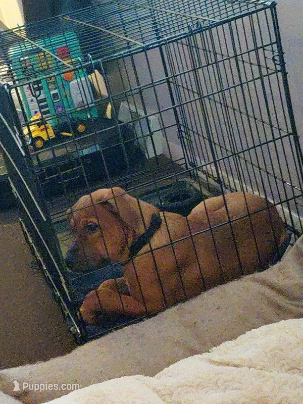 Gracie  , a female Bernese Mountain Dog and Labrador Retriever for sale in Edwardsburg, MI – Photo 1 of 4