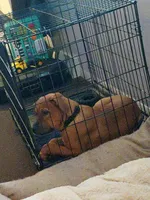 Gracie  , a female Bernese Mountain Dog and Labrador Retriever for sale in Edwardsburg, MI – Photo 1 of 4