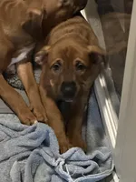 Dark green , a female Bernese Mountain Dog and Labrador Retriever for sale in Edwardsburg, MI – Photo 4 of 5