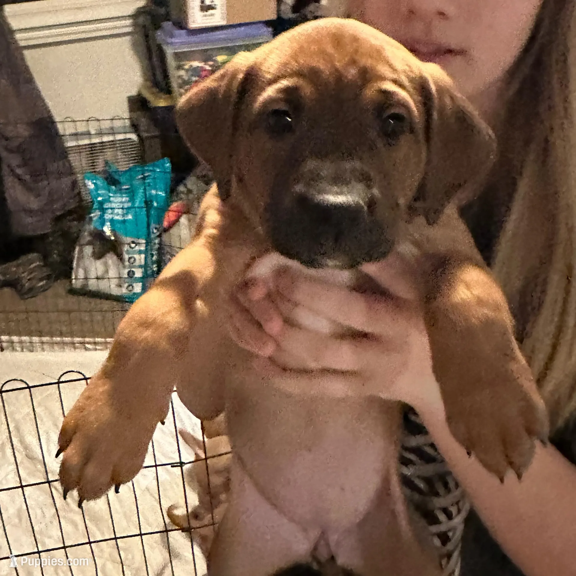 Dark green , a female Bernese Mountain Dog and Labrador Retriever for sale in Edwardsburg, MI – Photo 1 of 1