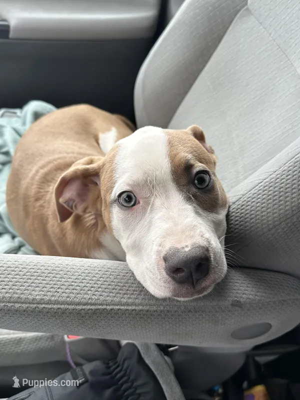 Halo – Bernese Mountain Dog, Labrador Retriever puppy for sale in Edwardsburg, MI