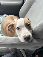 Halo, a female Bernese Mountain Dog and Labrador Retriever for sale in Edwardsburg, MI – Photo 2 of 6