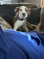 Halo, a female Bernese Mountain Dog and Labrador Retriever for sale in Edwardsburg, MI – Photo 6 of 6