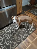 Halo, a female Bernese Mountain Dog and Labrador Retriever for sale in Edwardsburg, MI – Photo 2 of 2