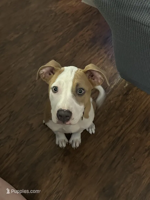 Halo – Bernese Mountain Dog, Labrador Retriever puppy for sale in Edwardsburg, MI